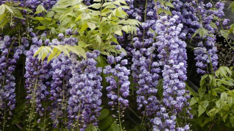 Best Smelling Flowers